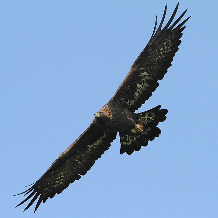 Cassons Eagle